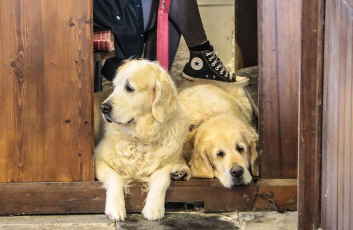 Blessing Of Animals & Teddies