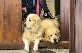 Blessing Of Animals & Teddies